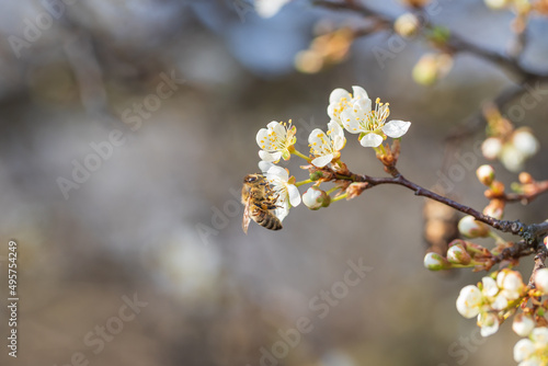 Spring white blooming cherry tree flowers. The background has a nice bokeh. There is a bee on the flower.