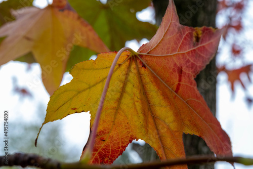 Selective focus shot of maple leaf in autumn in Istanbul Theme Park, Turkey photo