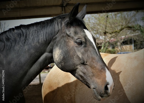 Portrait of beautiful black horse on the farm © moreidea