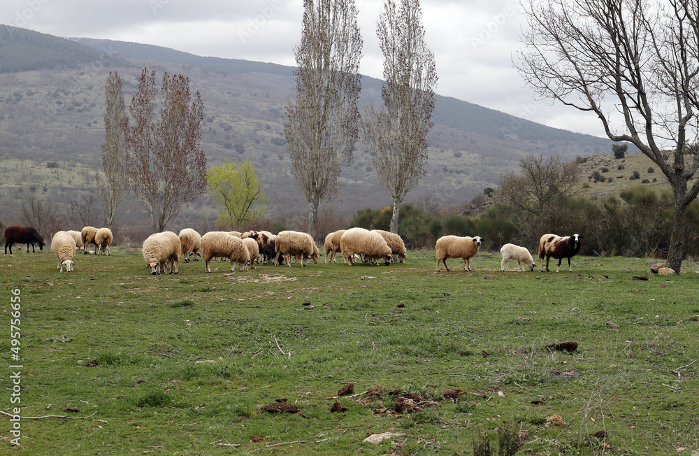 Fototapeta premium Rebaño de ovejas pastando en el campo