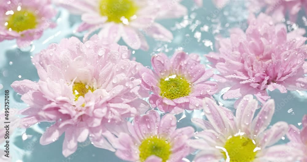 Chrysanthemum flower with water droplet Chrysanthemum flower with water droplet