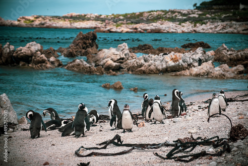 Closeup shot of penguins walking near the beach of the sea