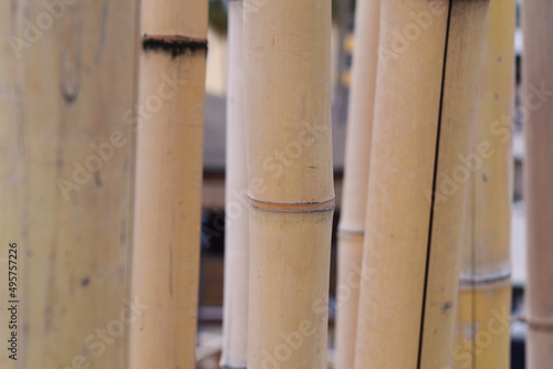 background, wood, bamboo wooden fence