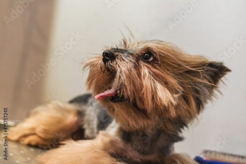 Yorkshire terrier dog grooming and brushing at home