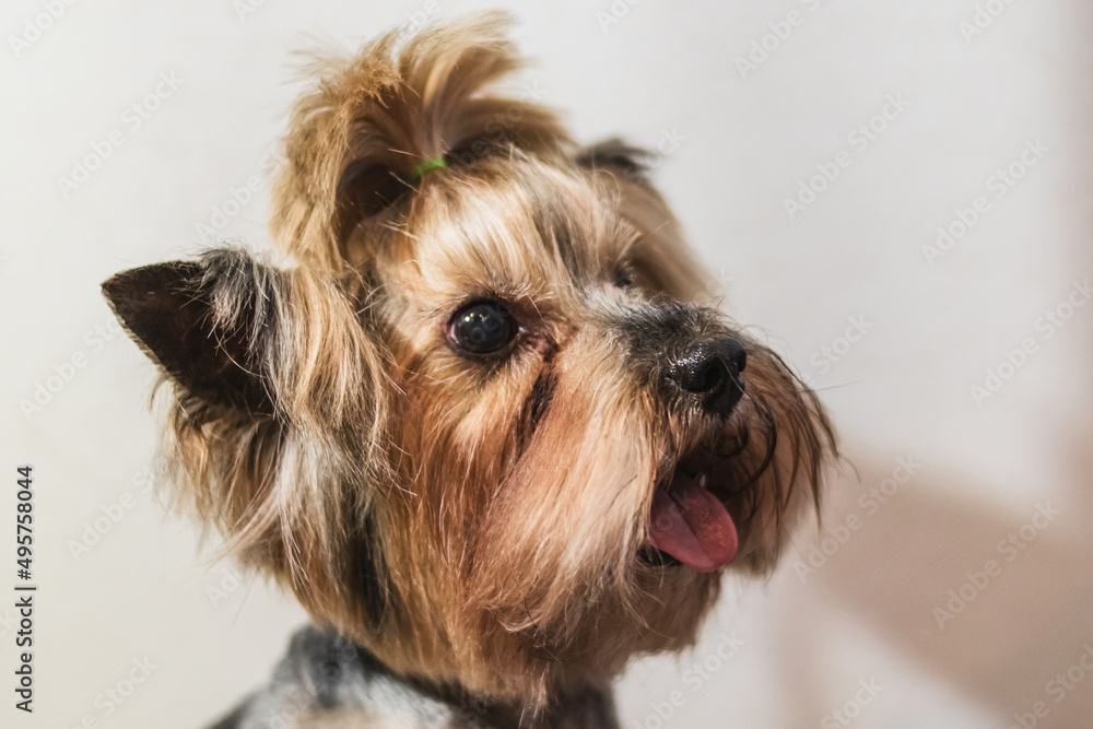 Yorkshire terrier dog grooming and cutting hair at home Yorkshire terrier dog grooming and cutting hair at home