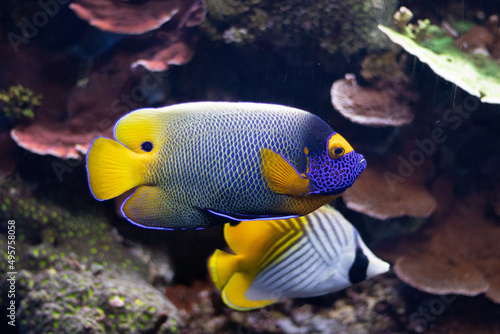 Fotografija Closeup of an emperor angelfish and butterflyfish in an aquarium