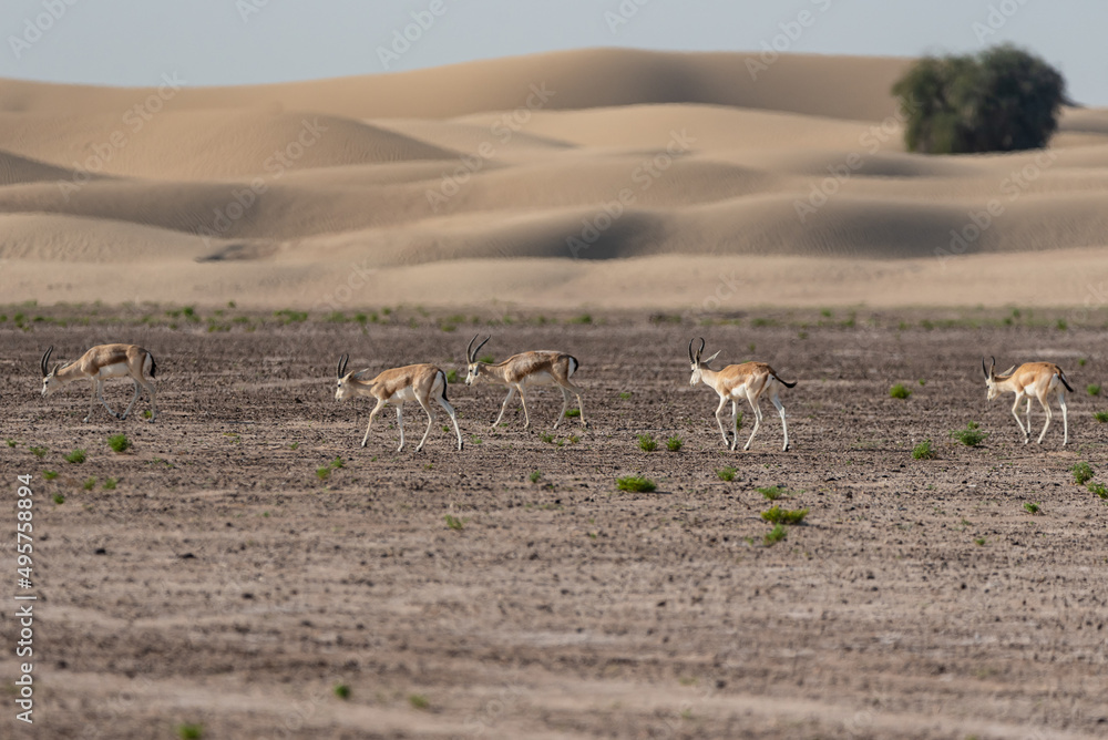 Gazelles in the desert of United Arab Emirates Gazelles in the desert of United Arab Emirates