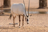 An Arabian Oryx in the UAE desert