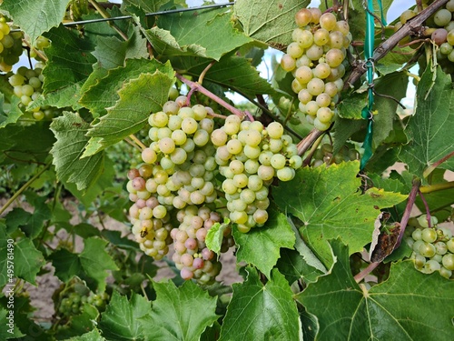 Wallpaper Mural Juicy and tasty big bunches of ripe grapes on plantation bushes Torontodigital.ca