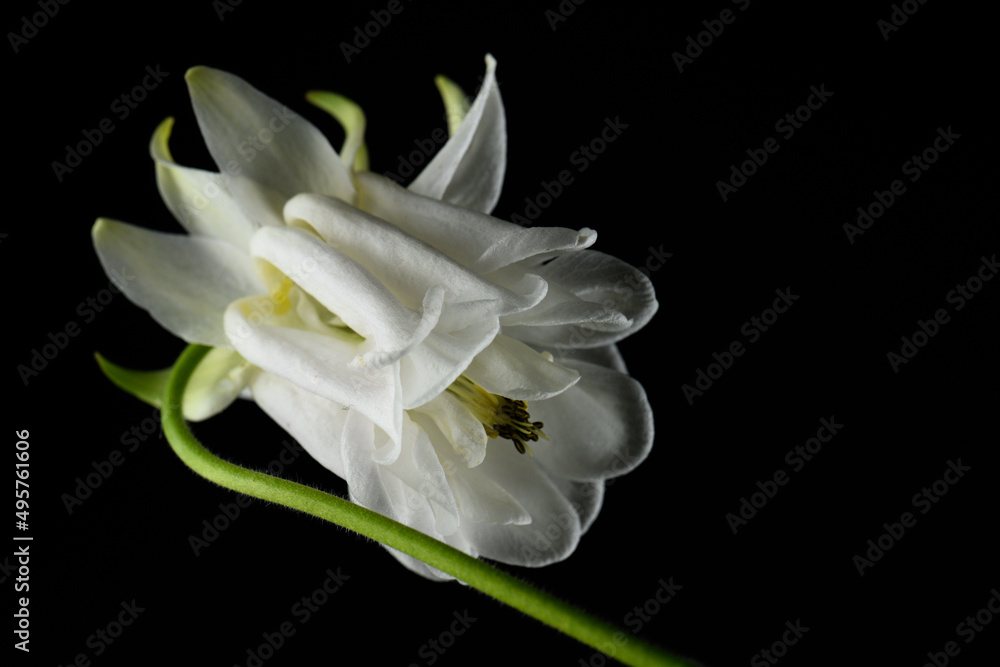 Fototapeta premium white aquilegia flower on a black background, close-up, studio shot.