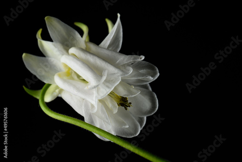 white aquilegia flower on a black background, close-up, studio shot.