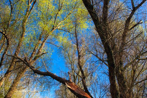 Wallpaper Mural Photo of tree in the primeval forest "the willow forest" in Almere, the Netherlands Torontodigital.ca