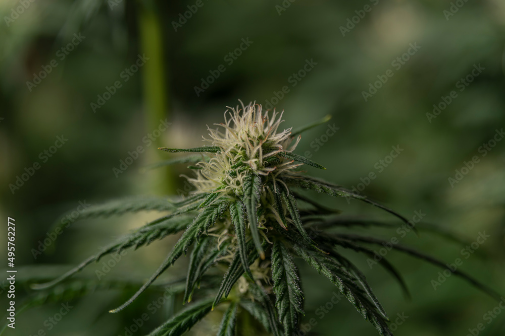 Green Gelato cookies variety of marijuana flower indoor Green Gelato cookies variety of marijuana flower indoor