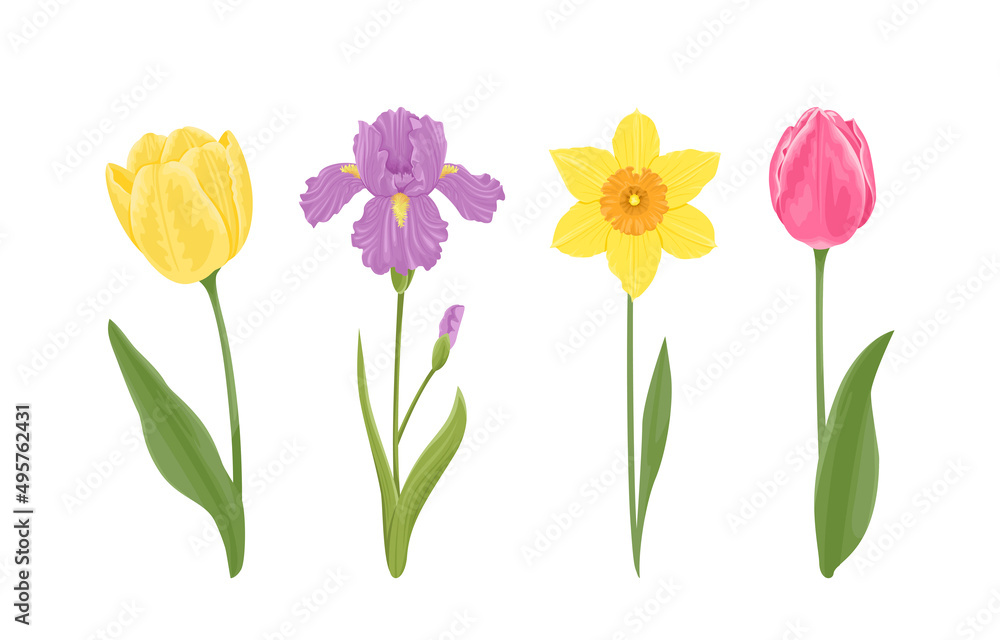Spring flowers set. Blooming yellow and pink tulip, purple iris and narcissus with stems and green leaves isolated on white background. Vector botanical illustration in cartoon flat style.