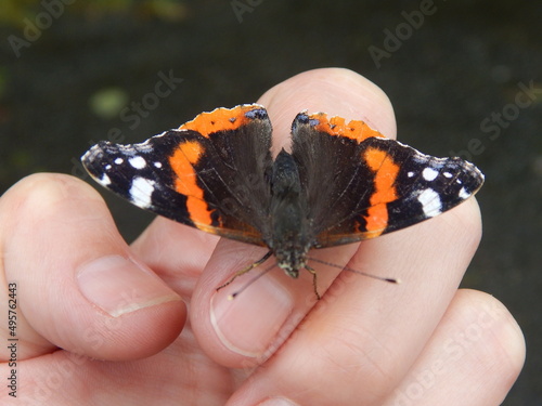 un Bonjour de ce papillon à un petit garçon