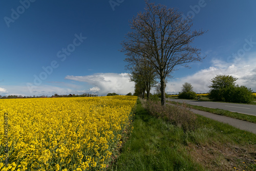 Gelb bl  hendes Rapsfeld an der Landstra  e bei Schmoel in Holstein Fr  hling.