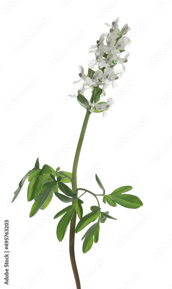 Spring forest flowers, decipiens corydalis isolated on white Spring forest flowers, decipiens corydalis isolated on white