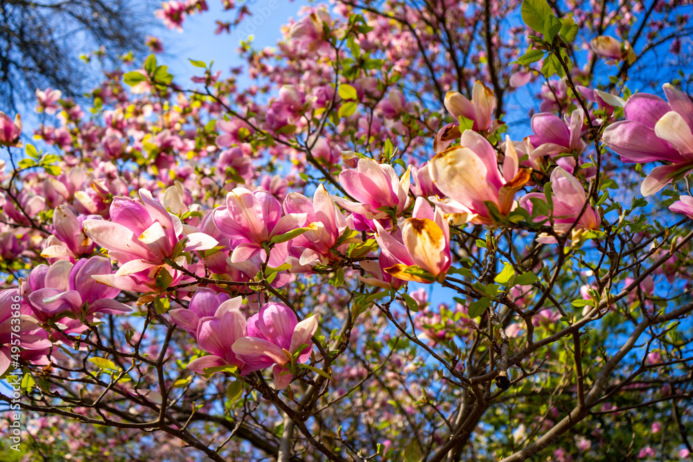 Blooming magnolia tree with large pink flowers warm weather in april Blooming magnolia tree with large pink flowers warm weather in april