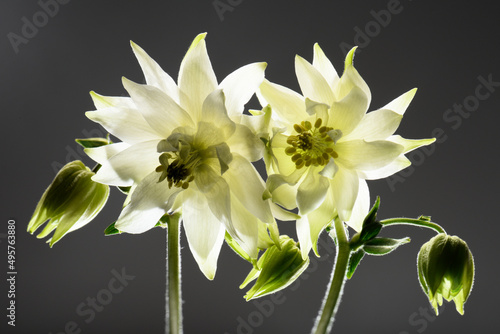 Photographie white flowers on a gray background, close-up, studio shot, aquilegia buds