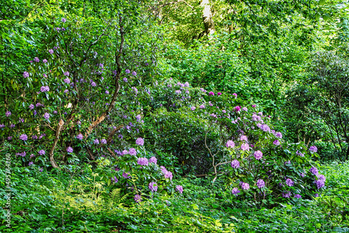 Blumenbusch in rosaviolett im Wald 