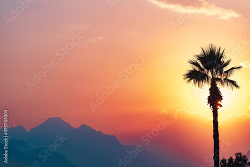 bright sunset or sunrise sky with misty mountains and the silhouette of a palm tree in the foreground