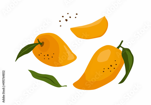 Set of drawn mango, Vector illustration. Isolated elements