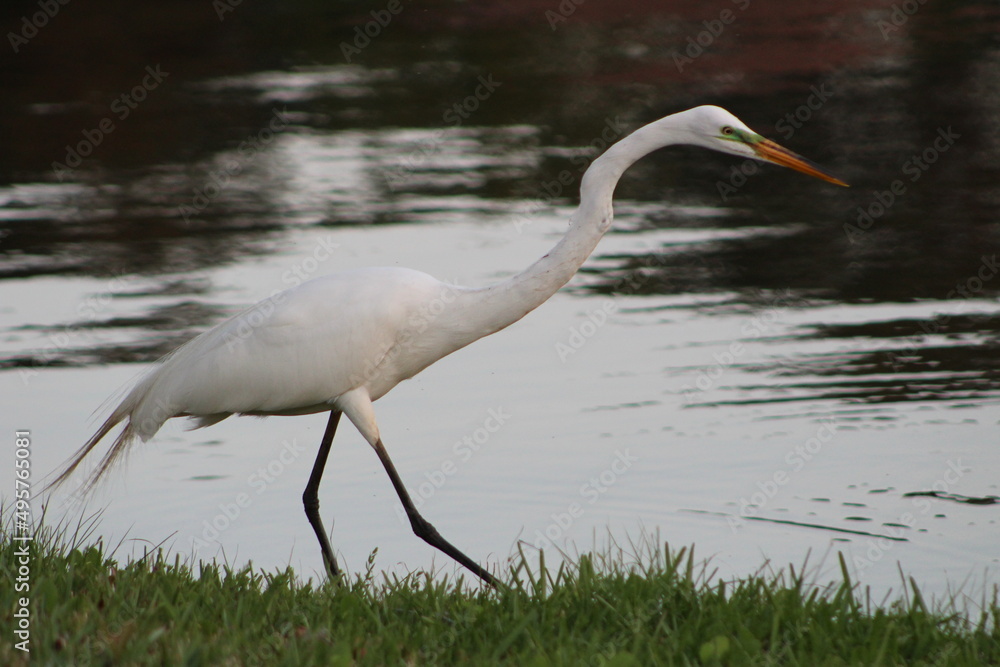 Fototapeta premium A Great Egret on Grass