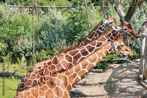 Photography Beautiful giraffes in a zoo on a sunny day