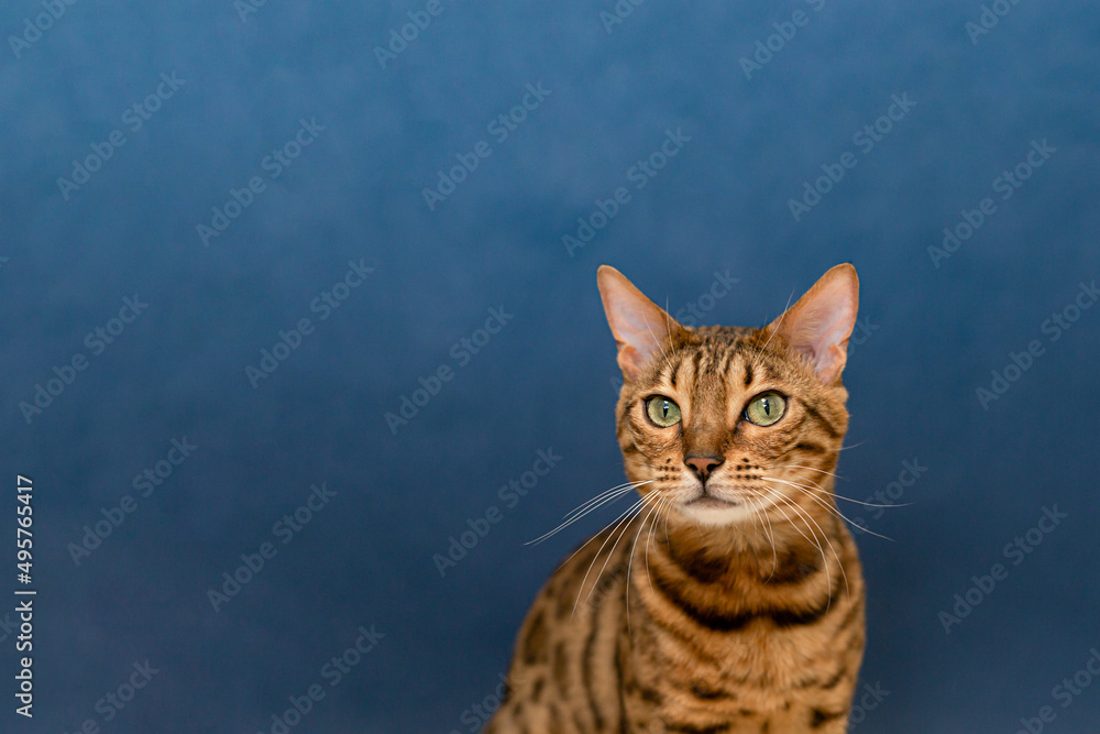 Bengal cat is a purebred cat on a blue background. Pets. Copy space