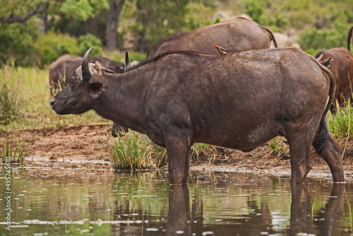 Cape Buffalo Syncerus caffer  with Red-billed Oxpeckers  Buphagus erythrorhynchus  13833