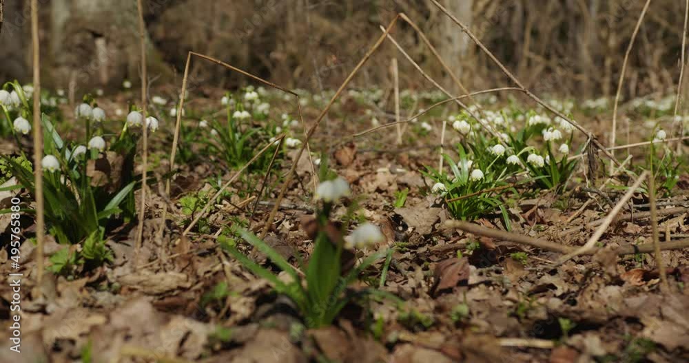 field of snowdrops in the forest between dry leaves in spring. bushes of white bells of snowdrop flowers in the forest. focus translation. close-up field of snowdrops in the forest between dry leaves in spring. bushes of white bells of snowdrop flowers in the forest. focus translation. close-up