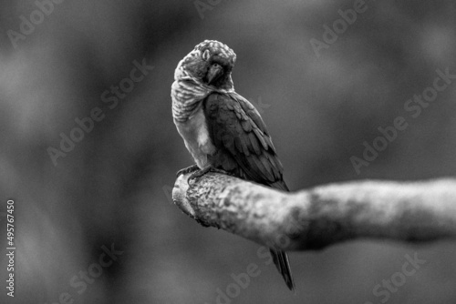 Selective focus shot of a small parrot perched on a tree branch in black and white colors photo