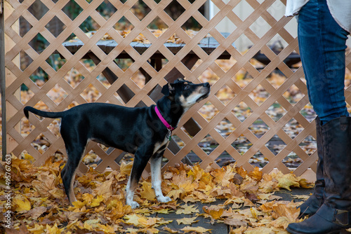 Cute little black and white feist dog playing with its owner outside in autumn photo