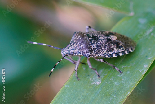 Closeup on an overwintering mottled shieldbug , Rhaphigaster neb photo
