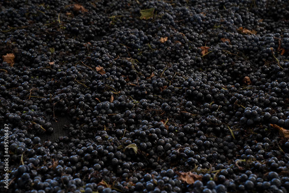 Grapevines background. Closeup view of harvested Malbec grapes ready for wine making. Grapevines background. Closeup view of harvested Malbec grapes ready for wine making.