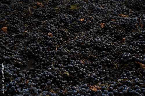 Fotografie Grapevines background