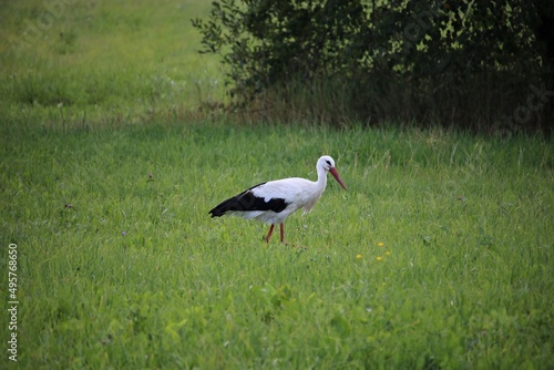 Lone stork walks through green meadow in search of food in the summer