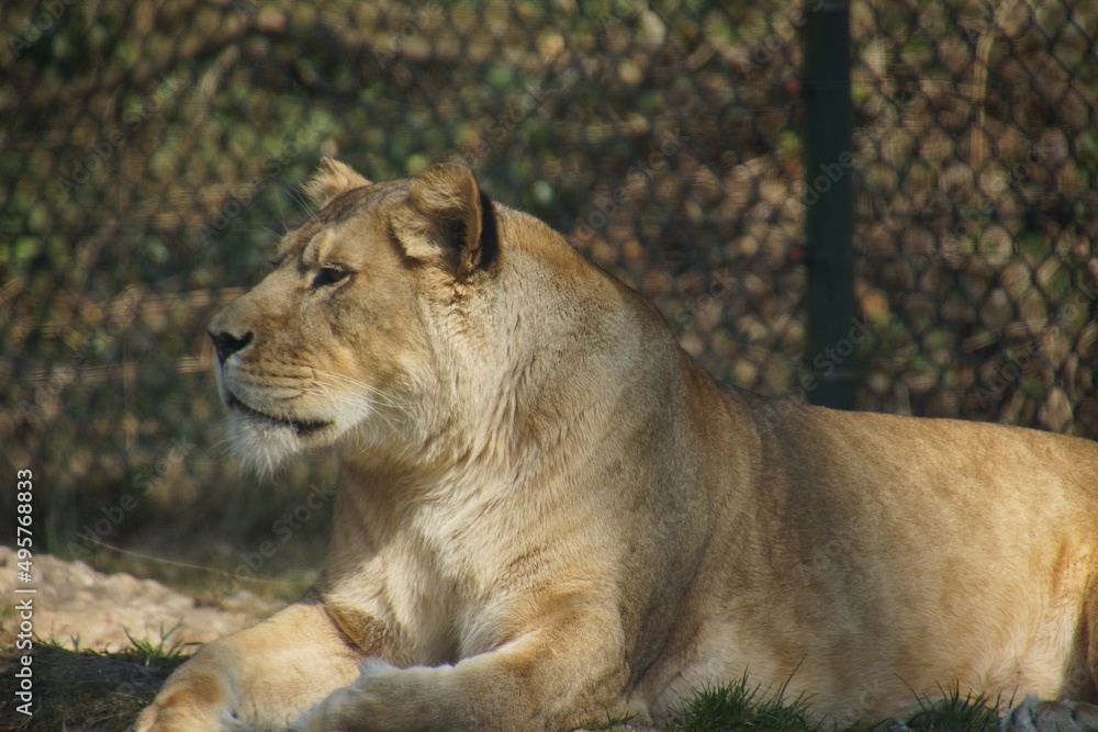 Naklejka premium Lion is relaxing in the sun