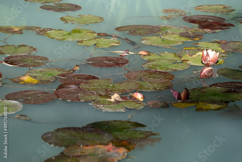 Closeup shot of waterlilies in an opaque quarry pond photo