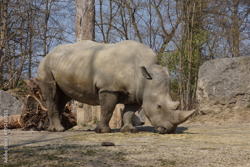 a rhino is hanging out in the sun in the zoo 