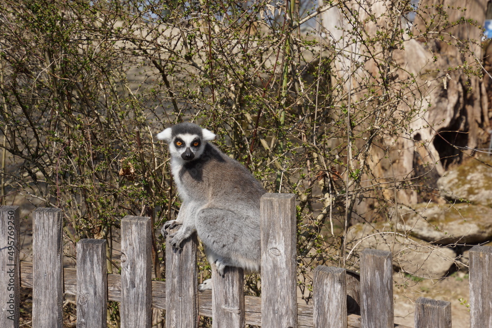 Obraz premium A Katta is relaxing in the sun during the spring in austria