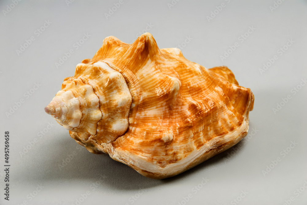 cockle shell, conch shell, sea snail fossil, prehistory shell isolated on gray background