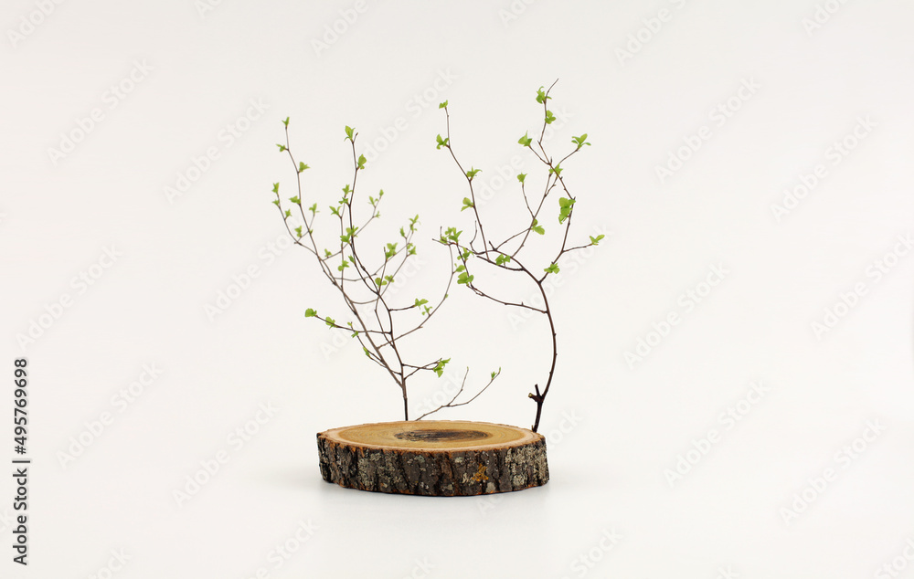 Obraz premium Wooden eco rustic wood circle disc platform podium and leaf twig on light background. Minimal empty display product presentation scene.