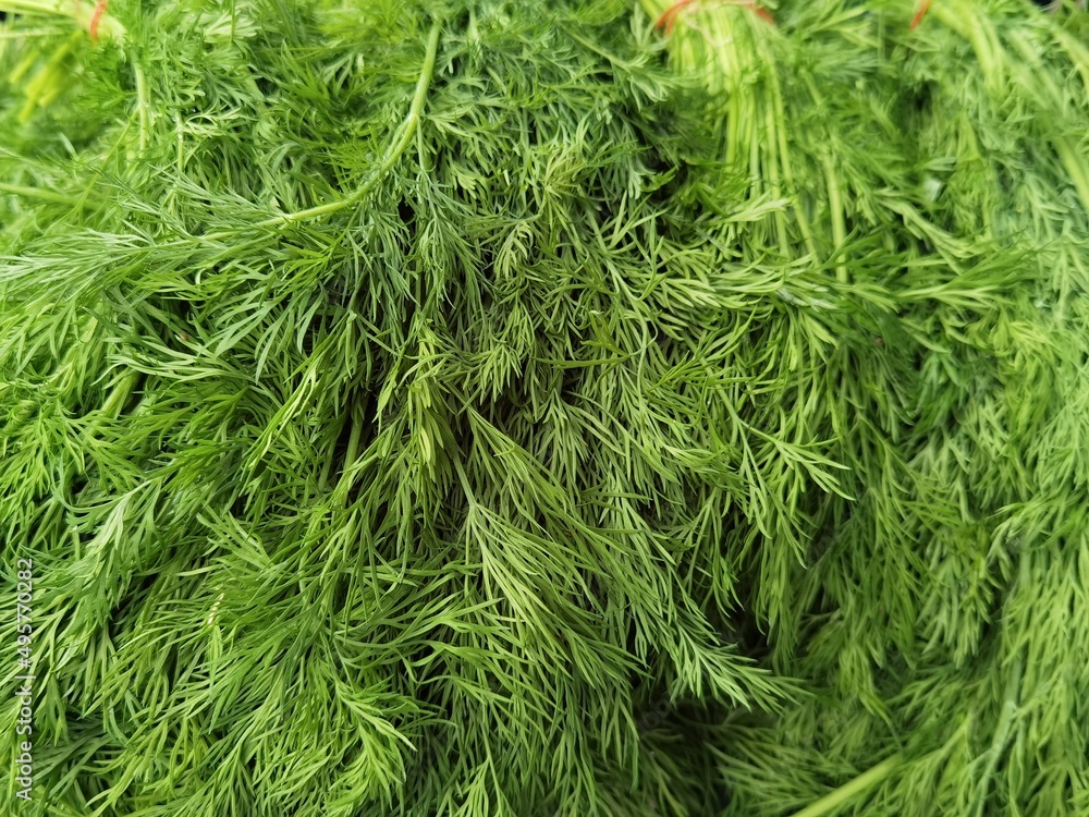 edible green plant that is in almost every salad edible green plant that is in almost every salad