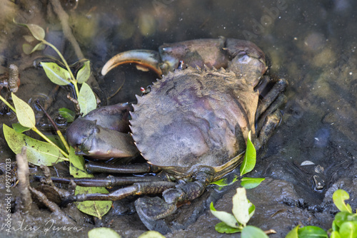 Littoral crab (Carcinus aestuarii) walking on the mud photo