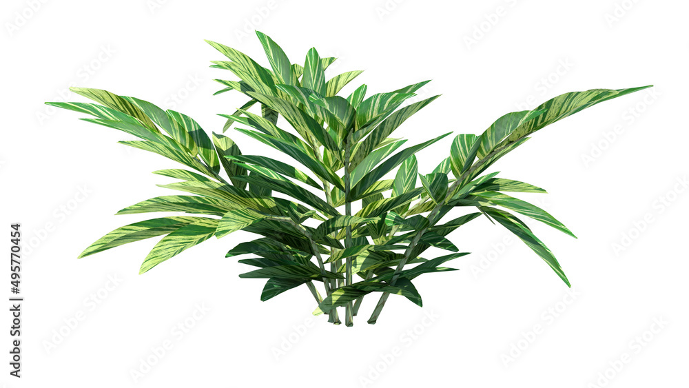 Front view of Plant (Bitter Ginger) Tree white background 3D Rendering Ilustracion 3D Front view of Plant (Bitter Ginger) Tree white background 3D Rendering Ilustracion 3D