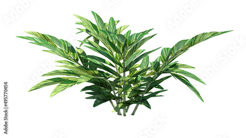 Front view of Plant  Bitter Ginger  Tree white background 3D Rendering Ilustracion 3D 
