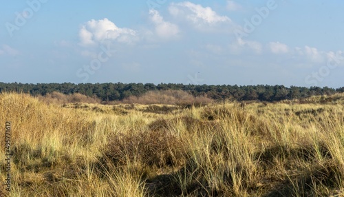 Nature reserve sand dunes Formby