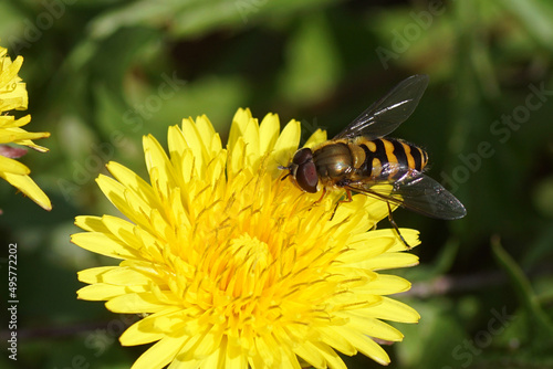 Close up male hoverfly, Syrphus torvus, family hoverflies (Syrphidae) on flowering common dandelion. Taraxacum officinale, family Asteraceae or Compositae. Spring, Netherlands 	 photo