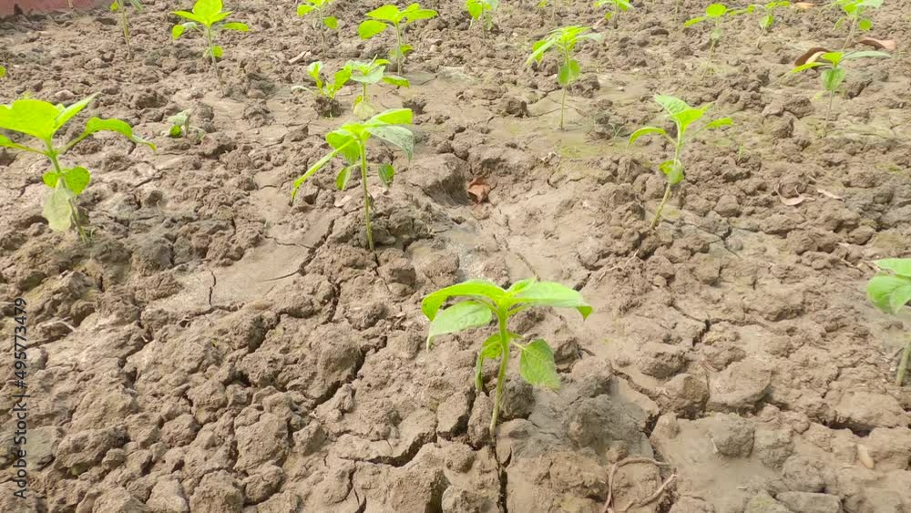 New green plants growing out of soil in the garden. Agriculture background. New green plants growing out of soil in the garden. Agriculture background.